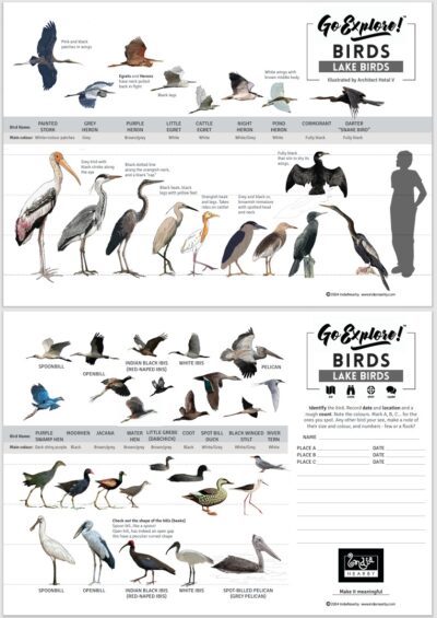 Go Explore Birds - Lake Birds Field Guide