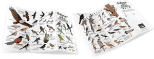 Go Explore Birds Around You - Field Guide