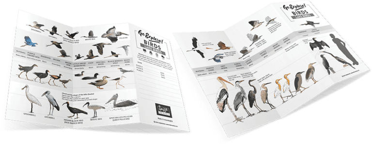 Go Explore Birds - Lake Birds Field Guide