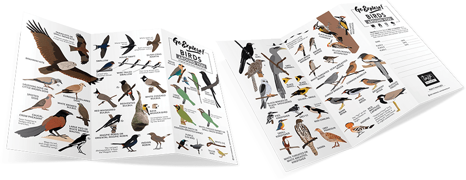 Go Explore Birds Around You - Field Guide