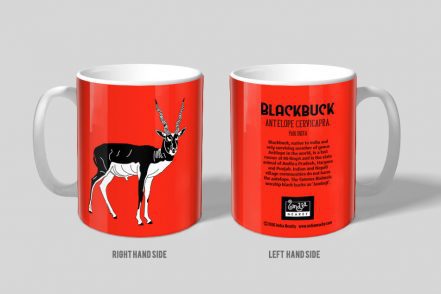 Black Buck