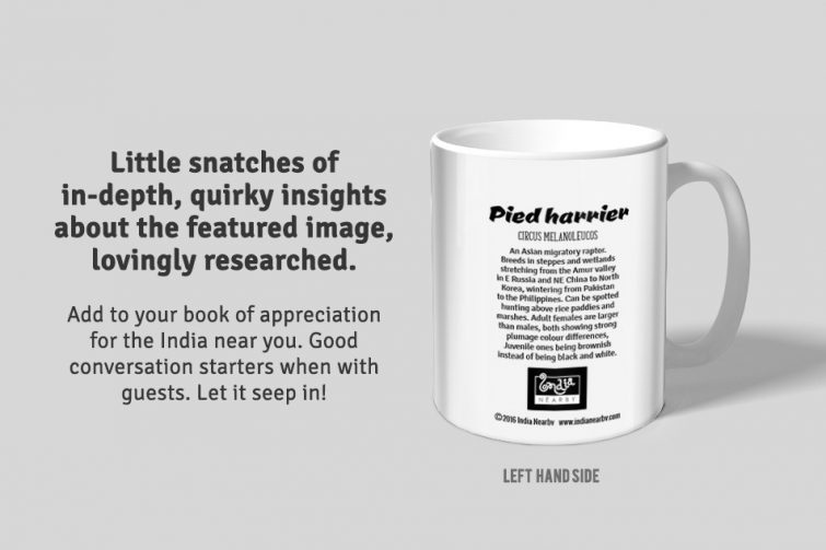 Pied Harrier D1 Single Mug - Image 2