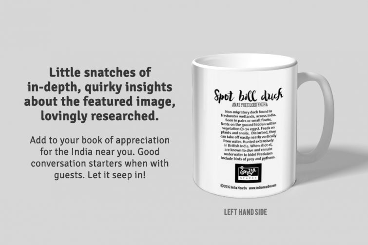 Spotbill Duck D1 Single Mug - Image 2
