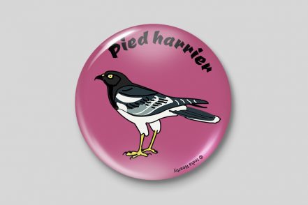 Pied Harrior